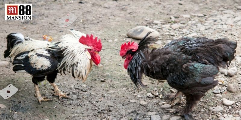 Bí thuật chinh phục mọi ván cược tại sảnh đá gà
