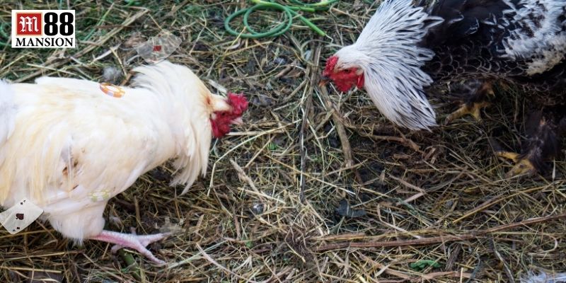 Các phương thức thi đấu phổ biến tại sảnh chọi kê